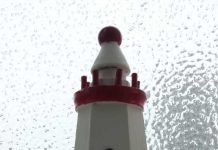 Extreme gardening zamarzniete-okno